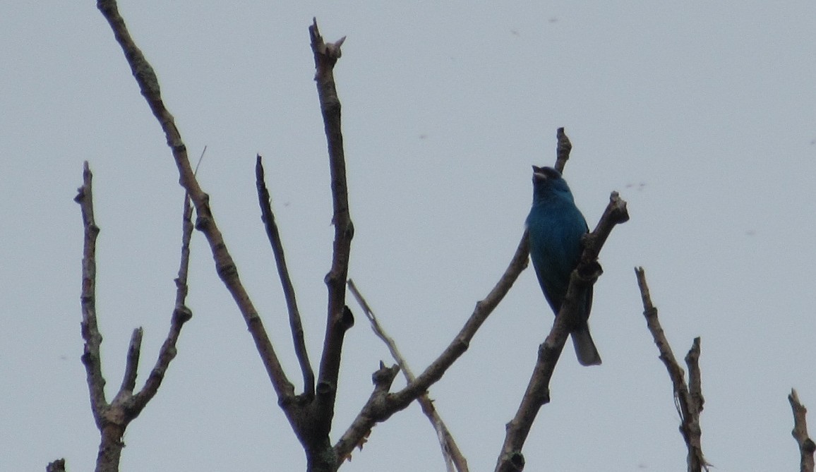 Indigo Bunting - ML638750269