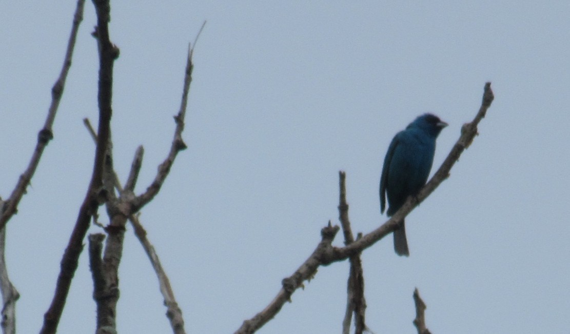Indigo Bunting - ML638750270