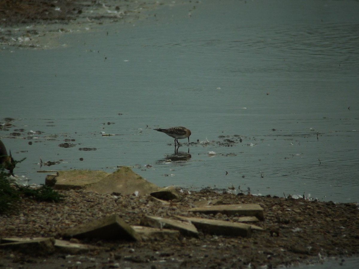 Baird's Sandpiper - ML638750289