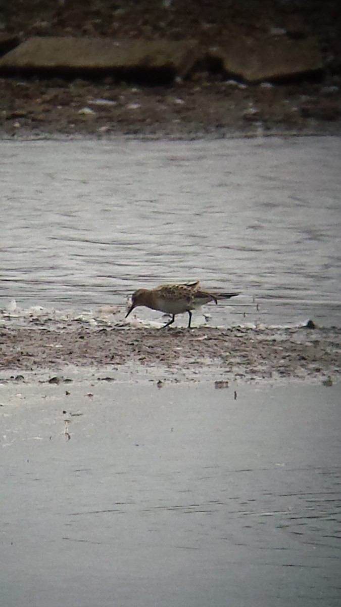 Baird's Sandpiper - ML638750294