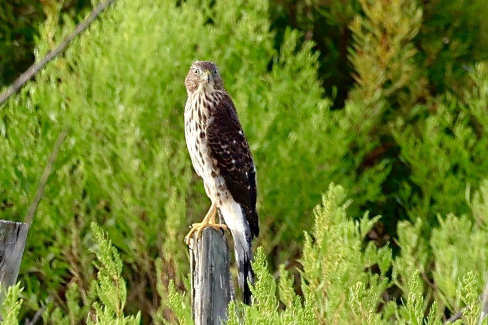 Cooper's Hawk - ML638750300
