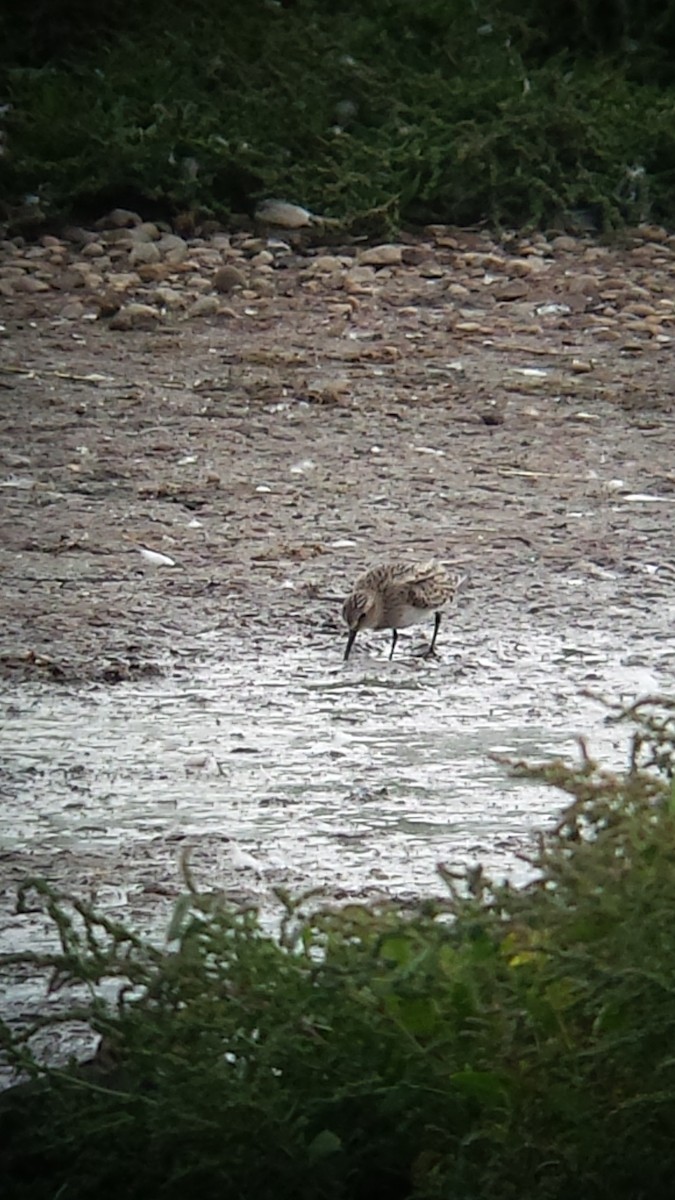 Baird's Sandpiper - ML638750301