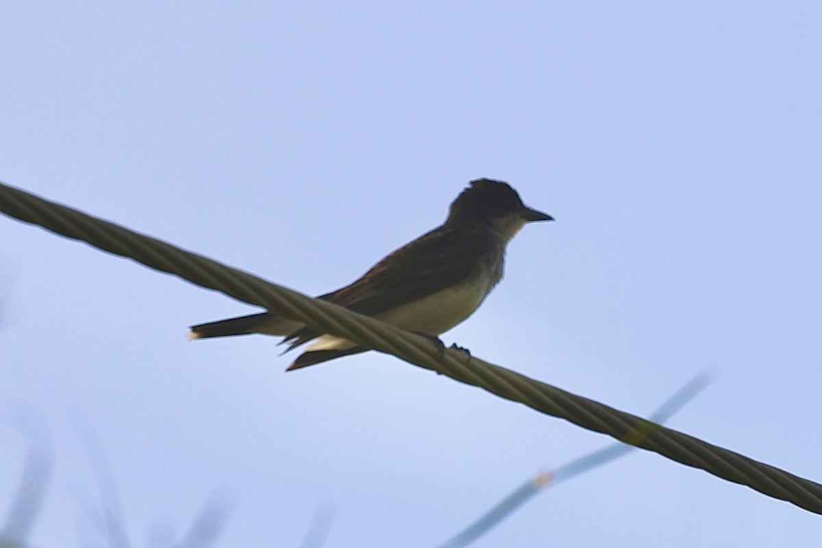Eastern Kingbird - ML638750307