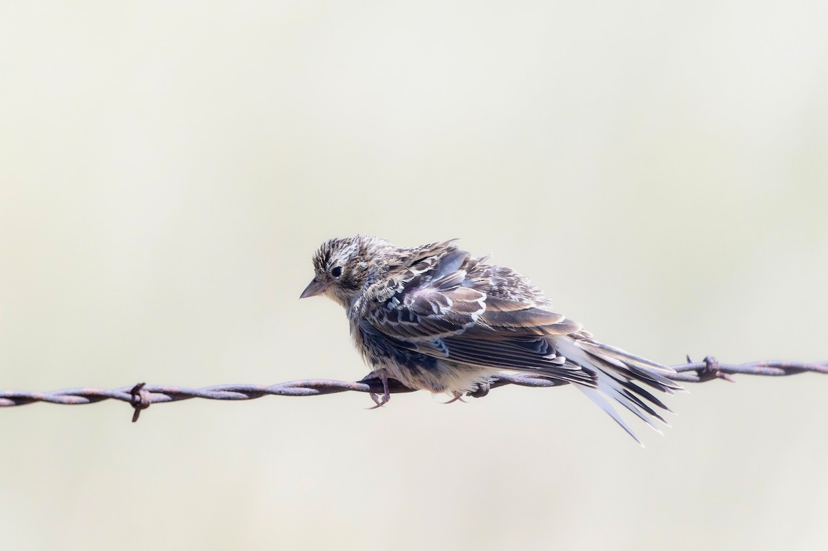 Chestnut-collared Longspur - ML638750312