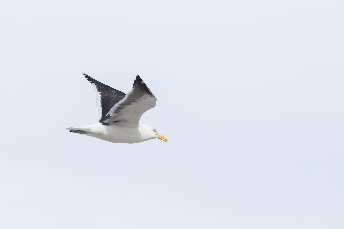 Kelp Gull - ML638750313