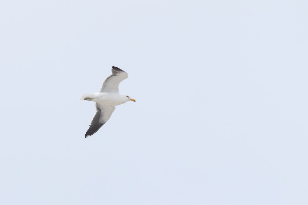 Kelp Gull - ML638750319