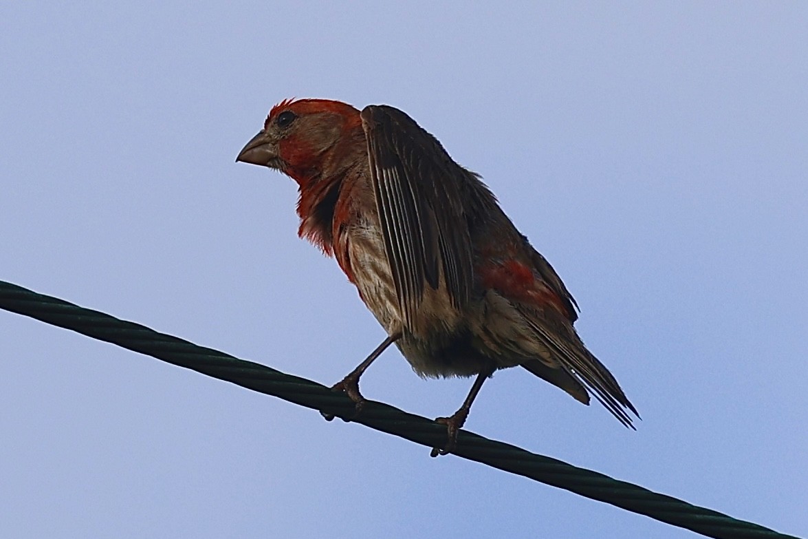 House Finch - ML638750320