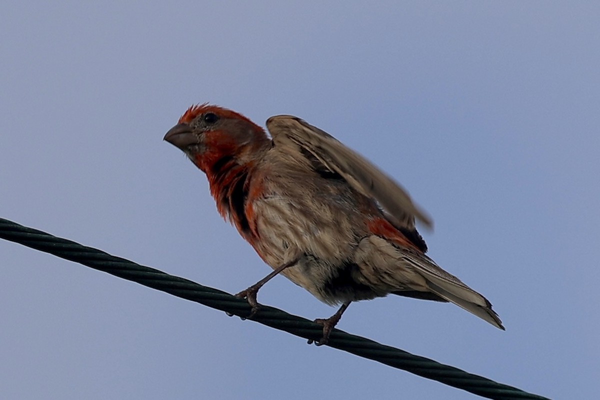 House Finch - ML638750321