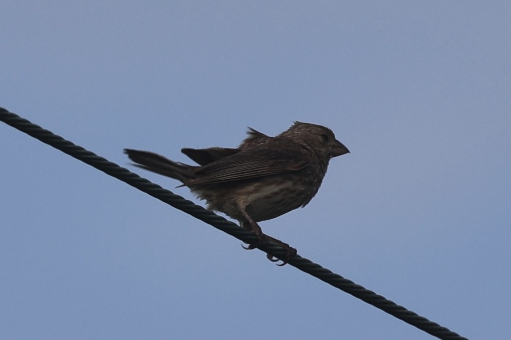 House Finch - ML638750322