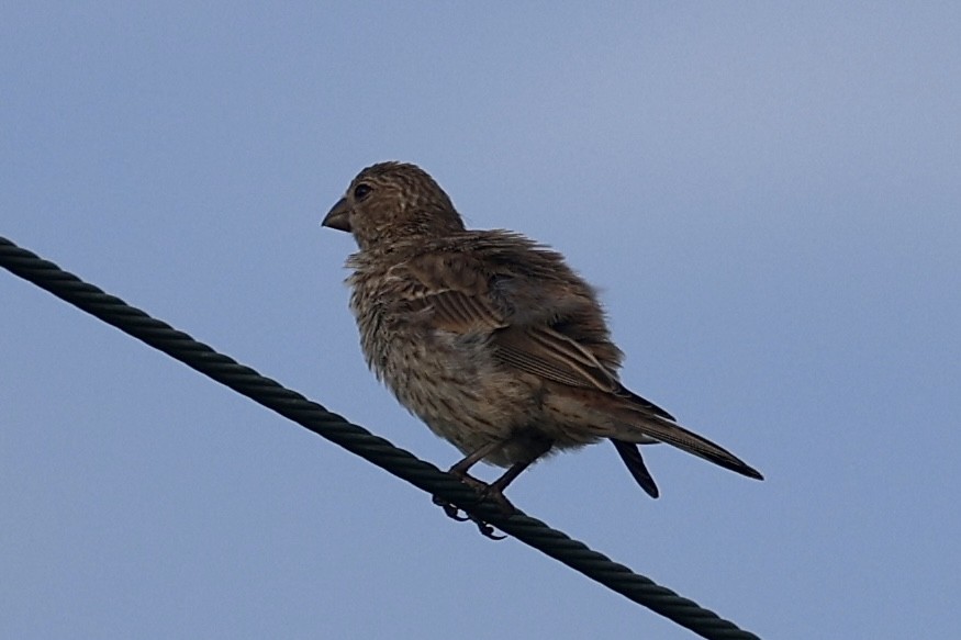 House Finch - ML638750323