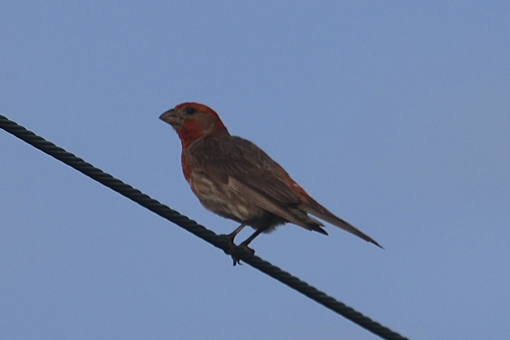 House Finch - ML638750324