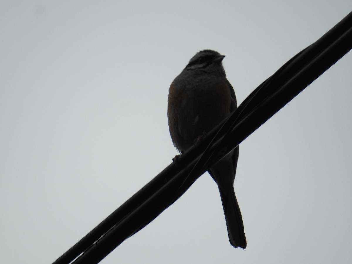 Rock Bunting - ML638750332