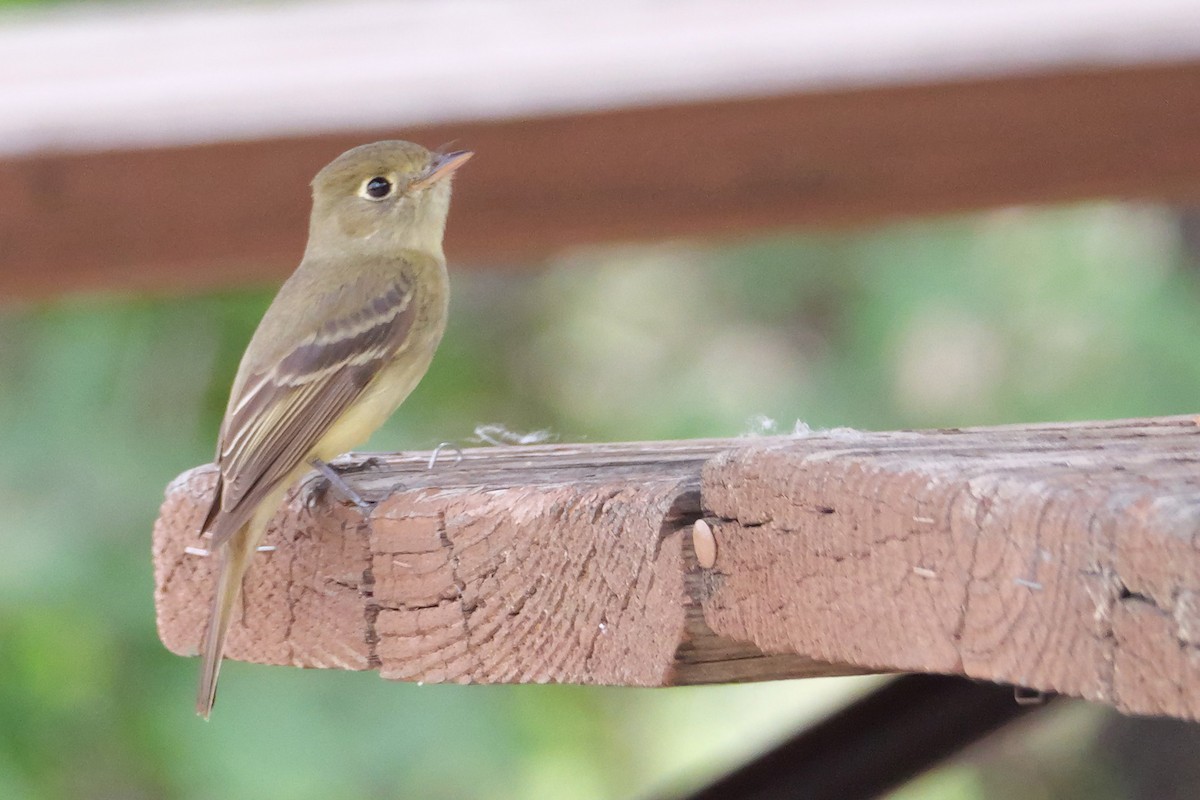 Western Flycatcher - ML638750335