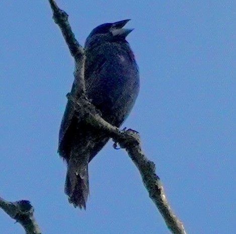 Blue Grosbeak - ML638750340
