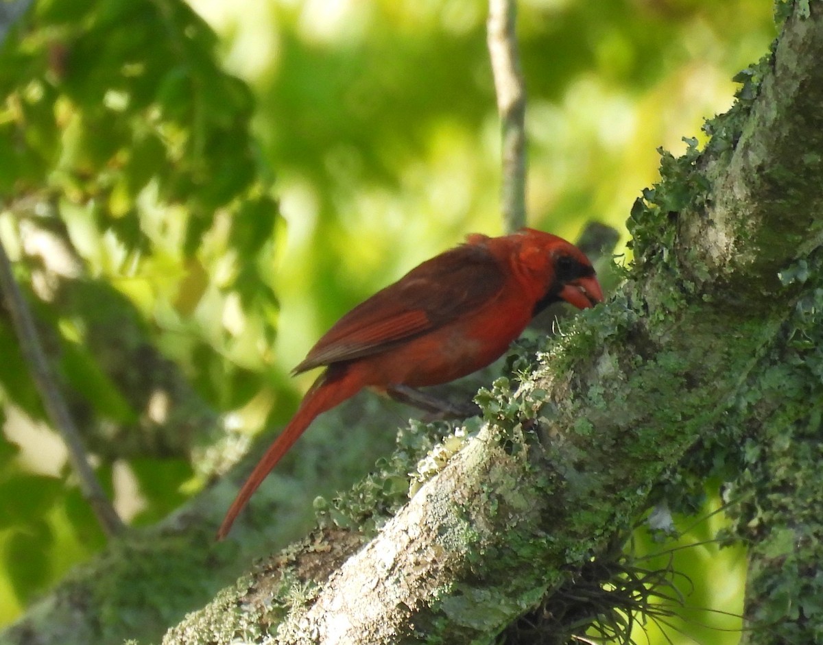 Northern Cardinal - ML638750343