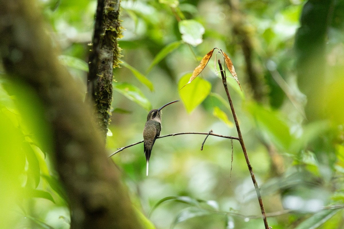 Great-billed Hermit (Amazonian) - ML638750359