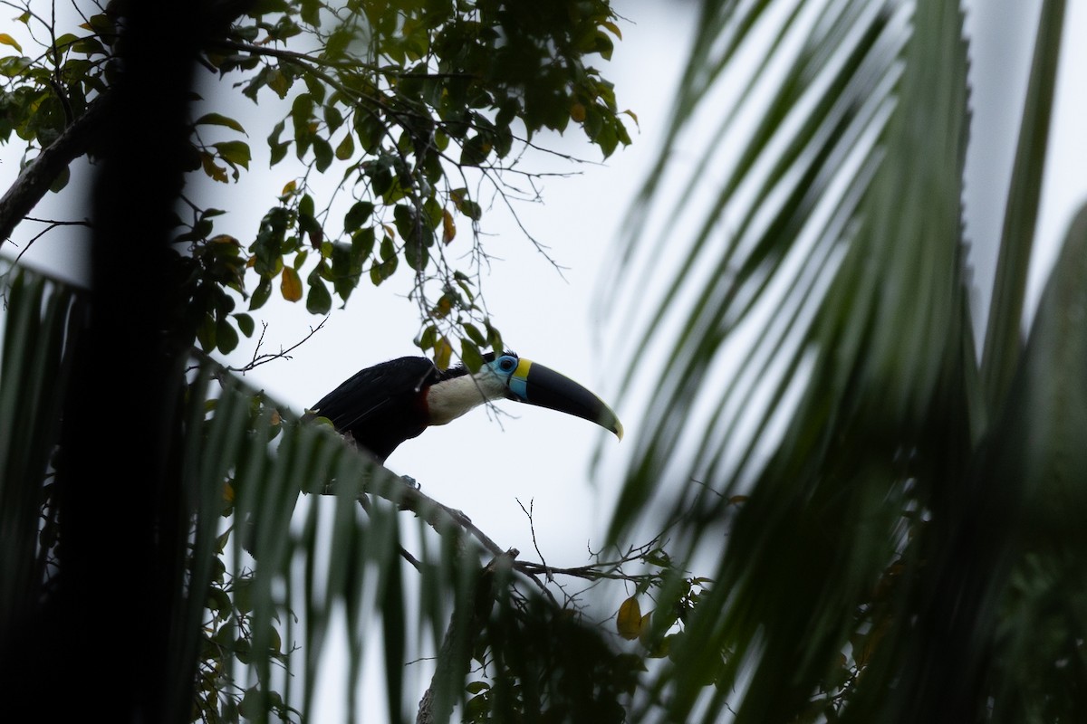 White-throated Toucan (Cuvier's) - ML638750362