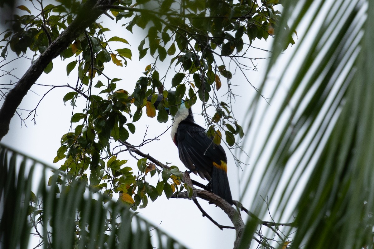 White-throated Toucan (Cuvier's) - ML638750363