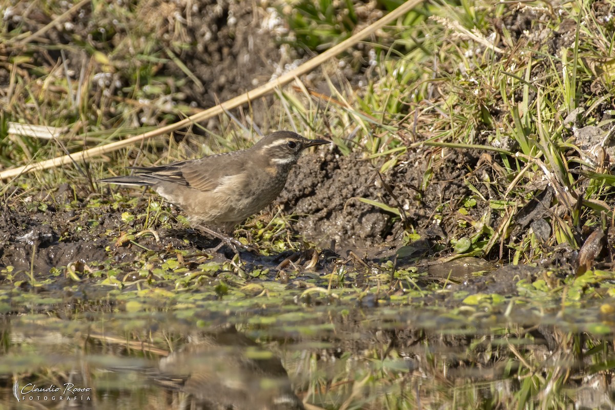 Buff-winged Cinclodes - ML638750374
