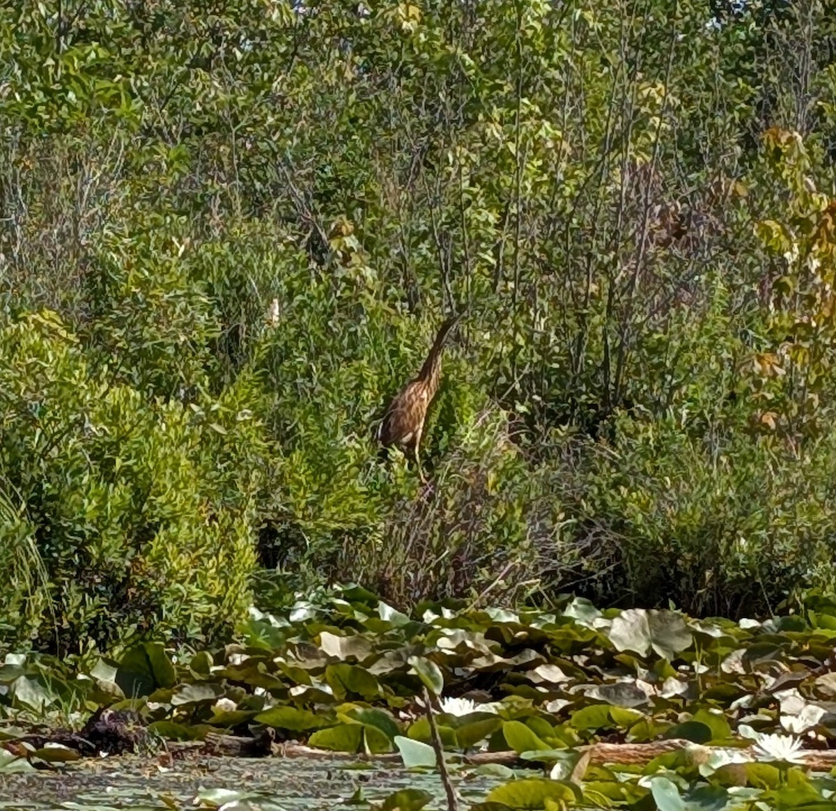 American Bittern - ML638750376