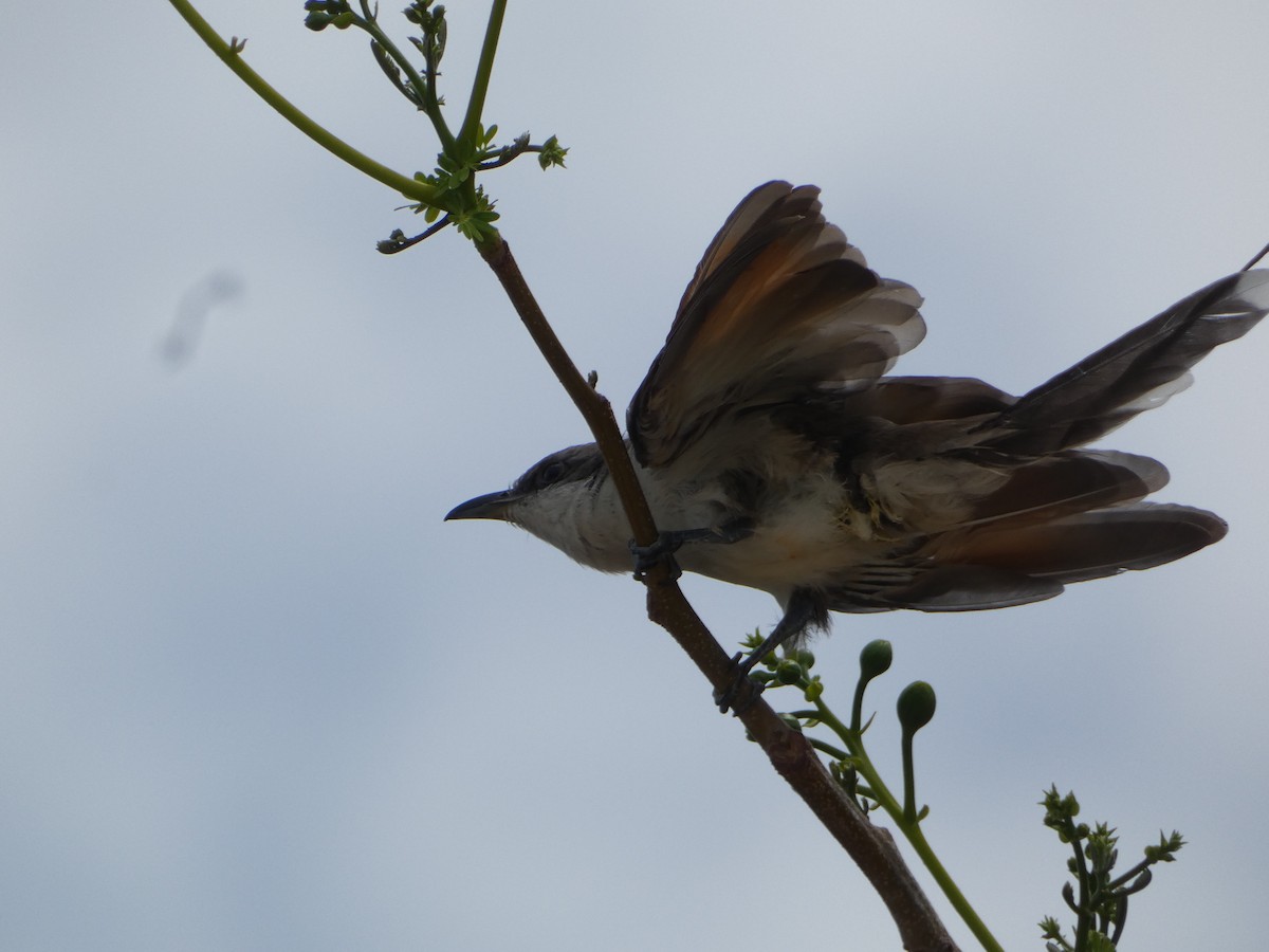 Yellow-billed Cuckoo - ML638750388