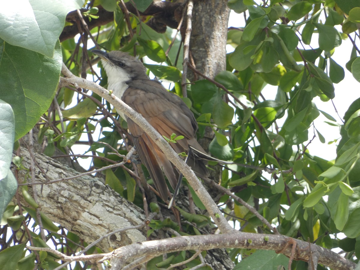 Yellow-billed Cuckoo - ML638750389