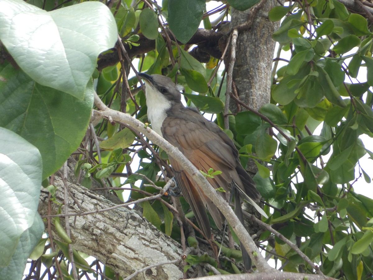Yellow-billed Cuckoo - ML638750390