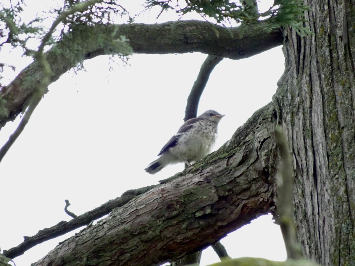 Northern Mockingbird - ML638750396