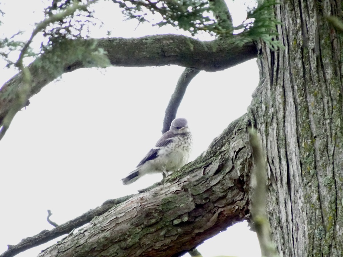 Northern Mockingbird - ML638750397