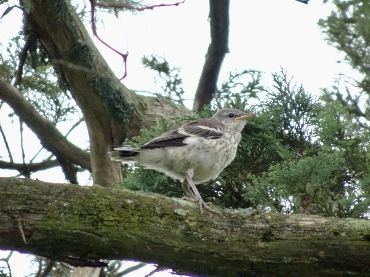 Northern Mockingbird - ML638750398