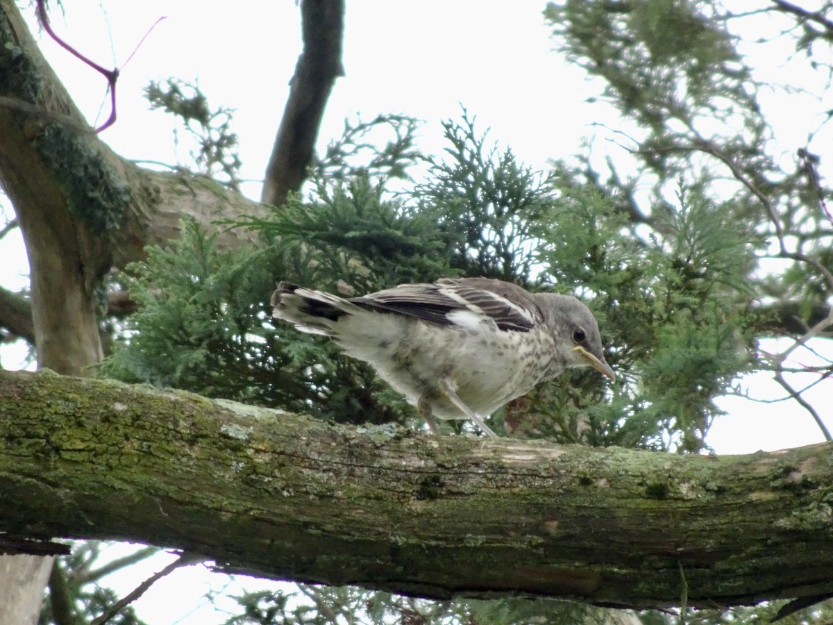 Northern Mockingbird - ML638750399