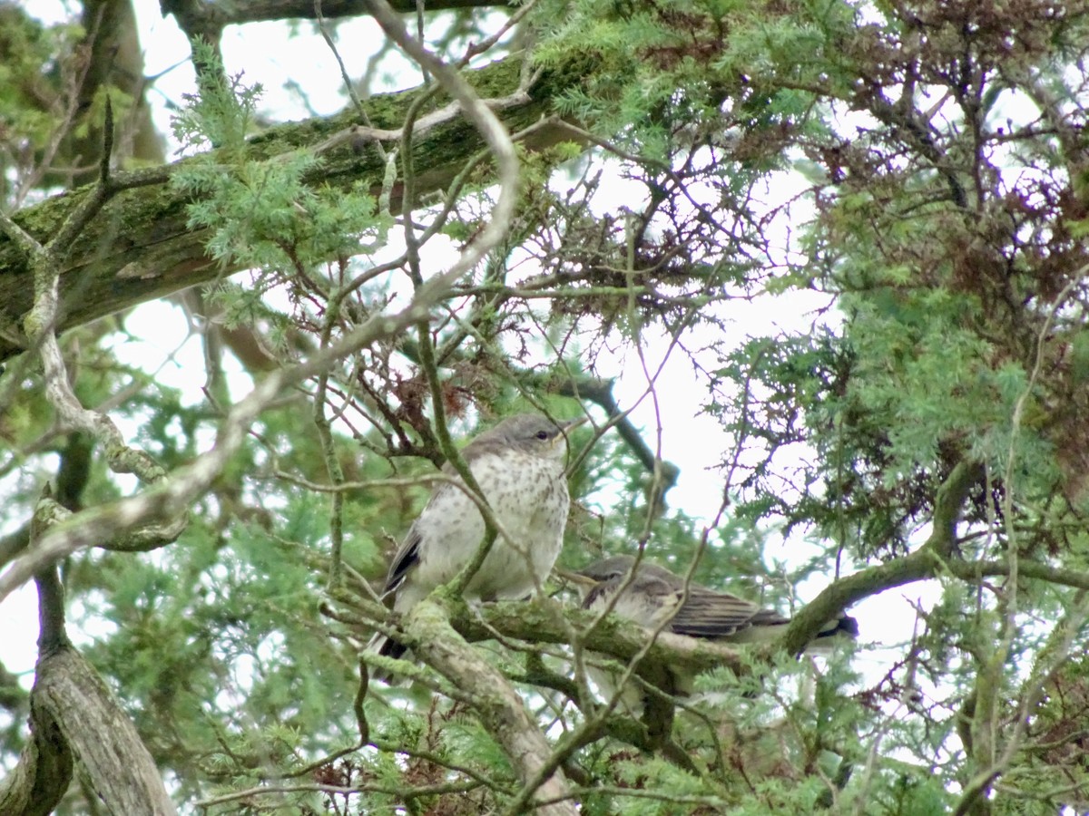 Northern Mockingbird - ML638750400