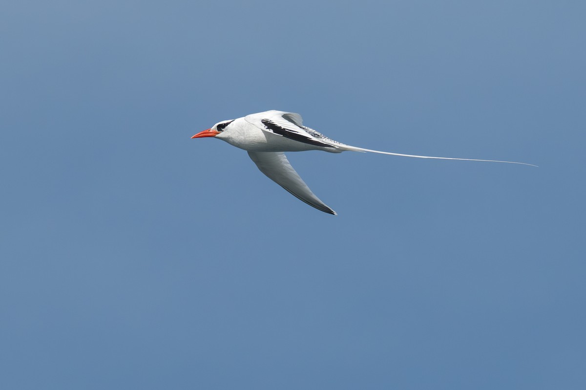 Red-billed Tropicbird - ML638750408