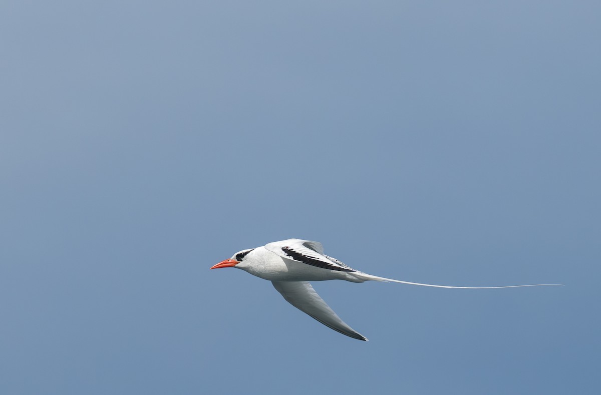 Red-billed Tropicbird - ML638750409