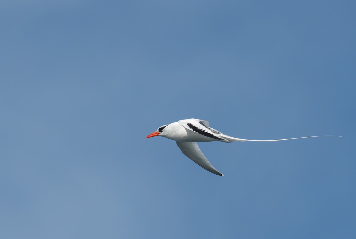 Red-billed Tropicbird - ML638750410