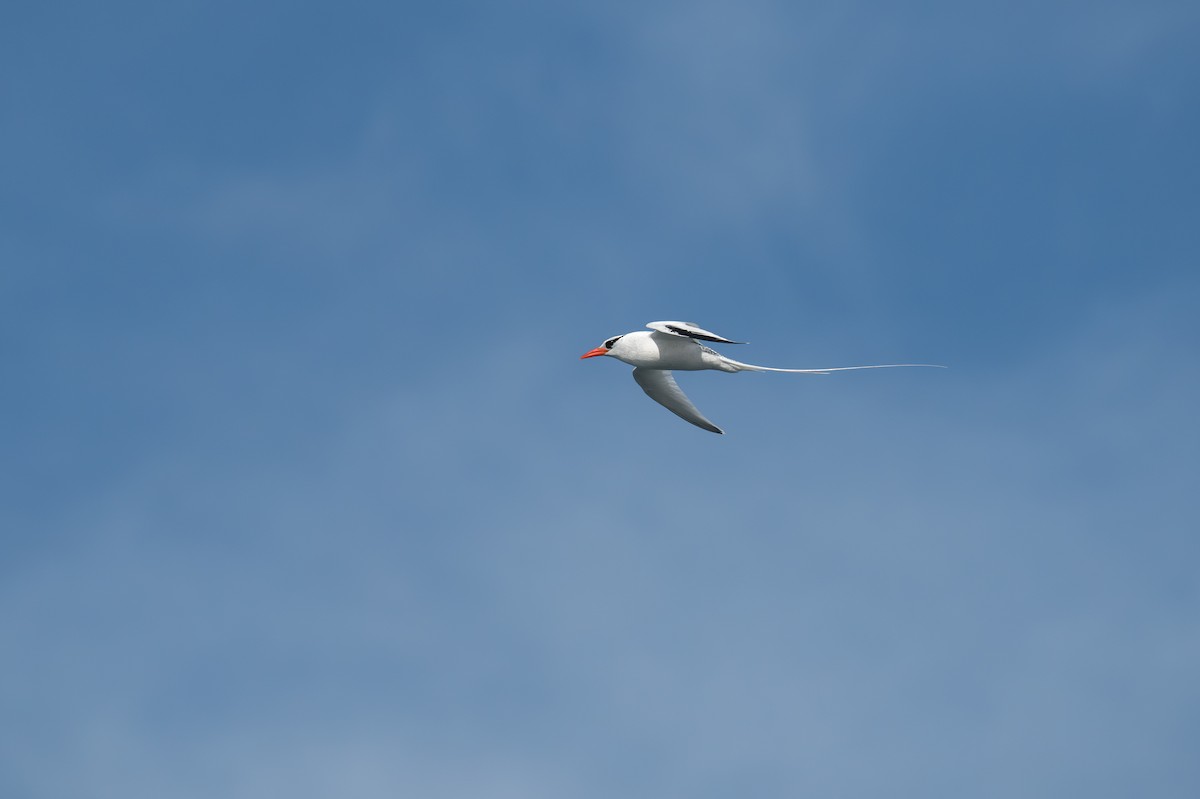 Red-billed Tropicbird - ML638750411
