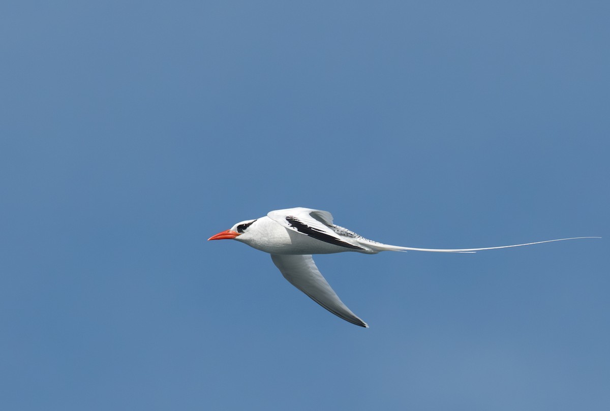 Red-billed Tropicbird - ML638750412