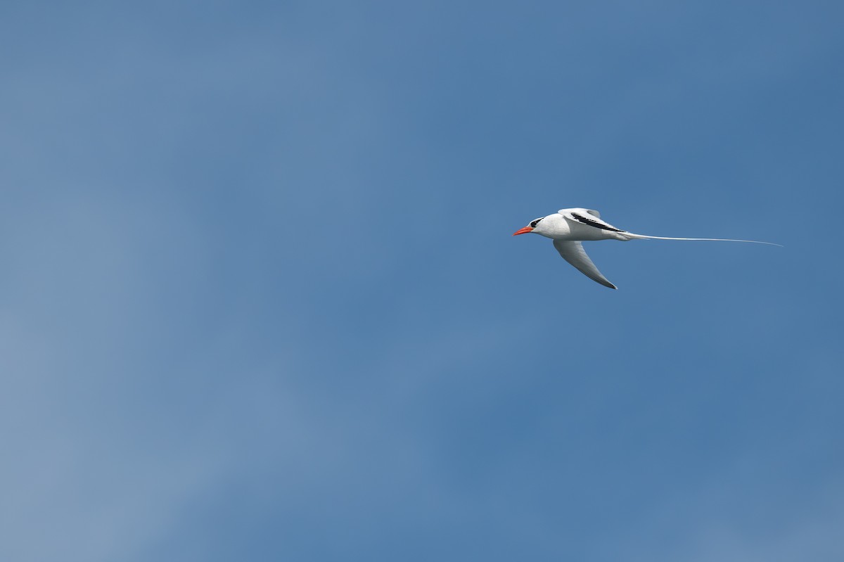 Red-billed Tropicbird - ML638750414