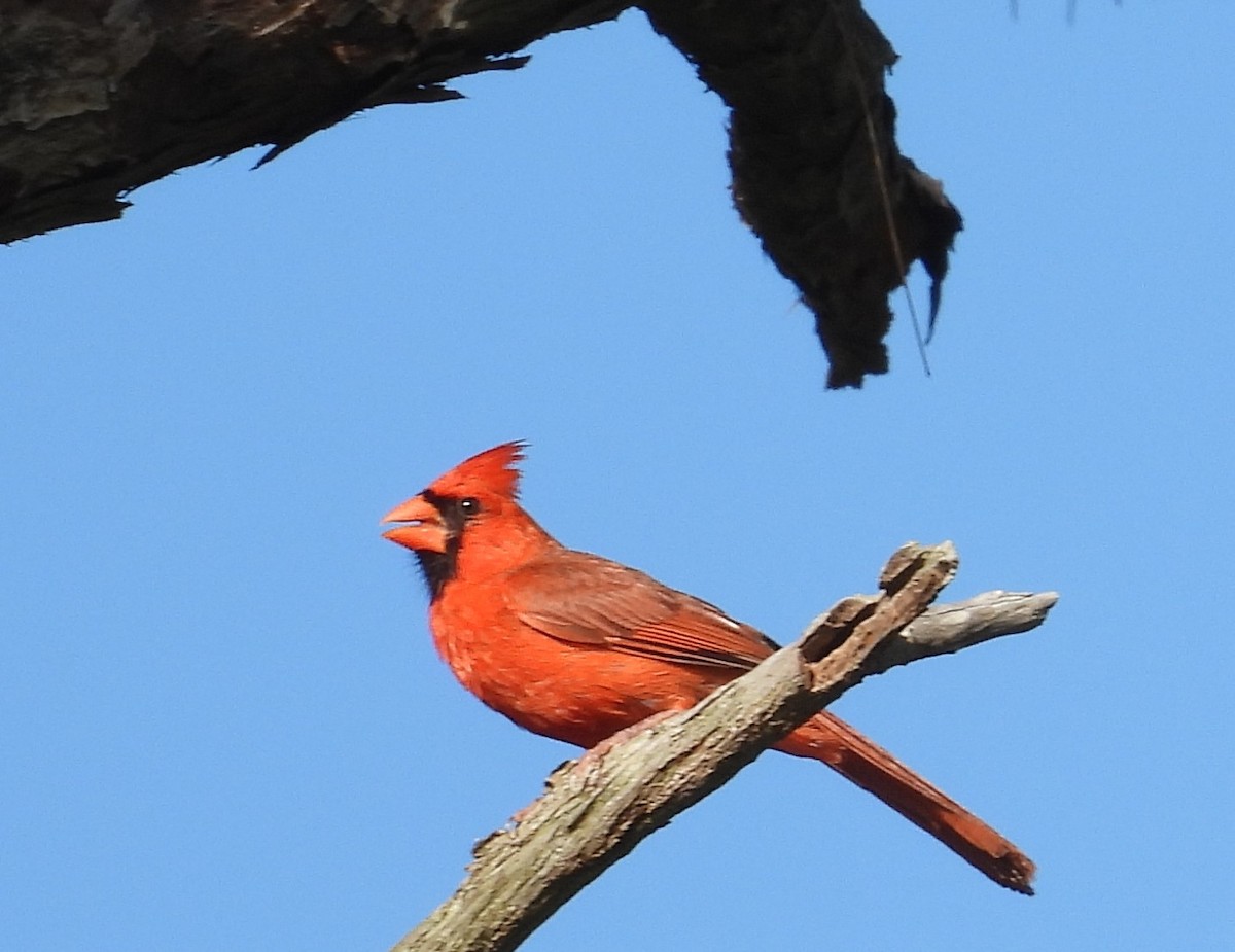 Northern Cardinal - ML638750416