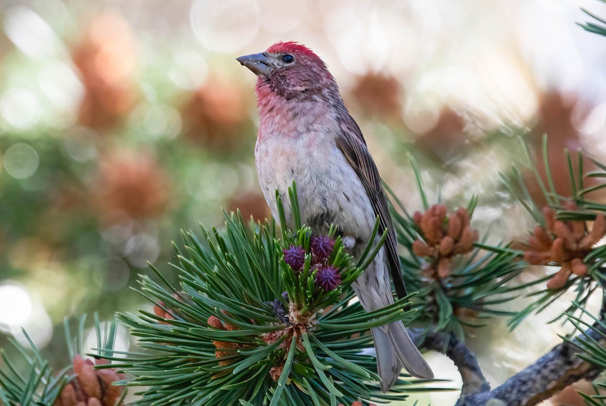 Cassin's Finch - ML638750430