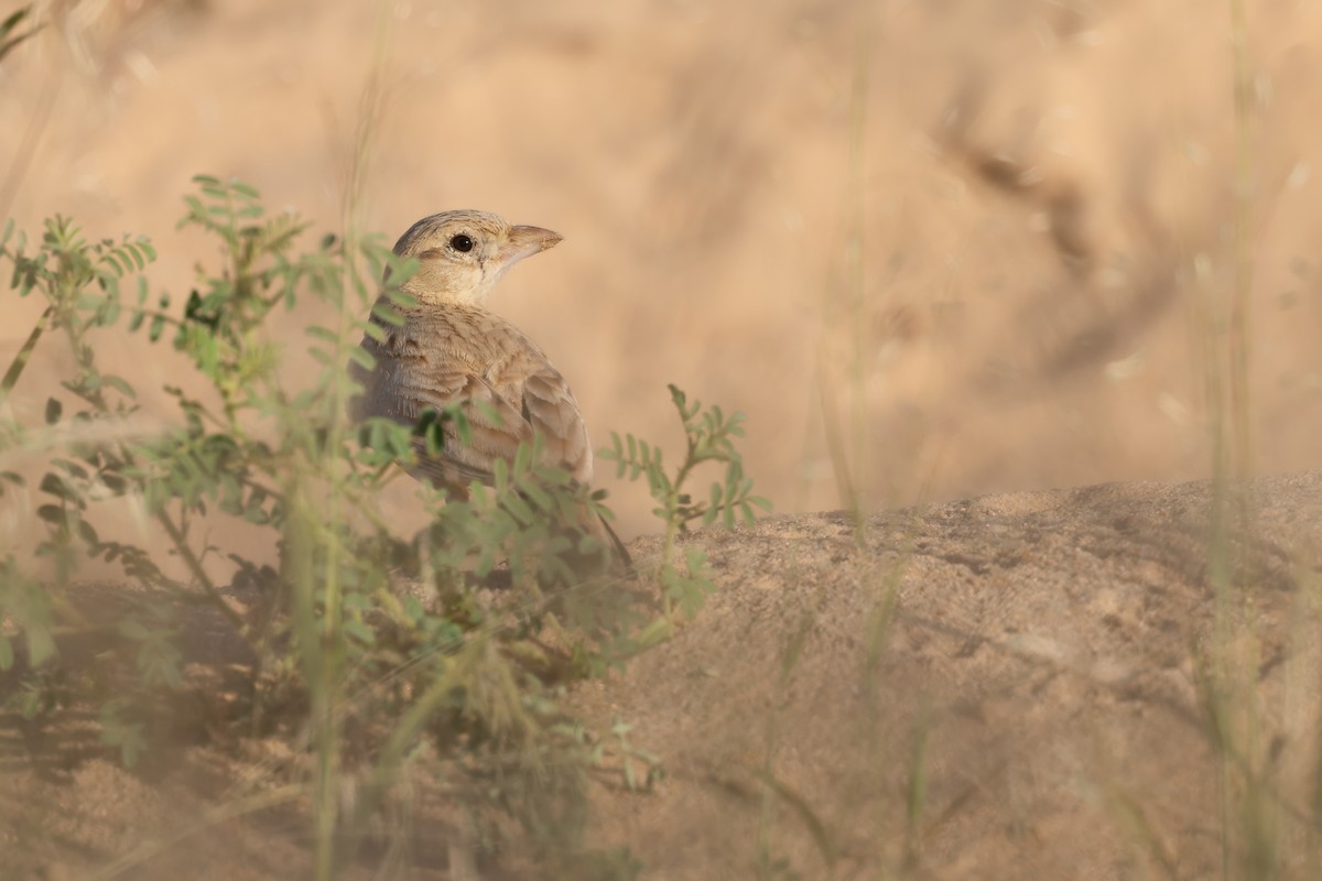 Dunn's Lark - ML638750443