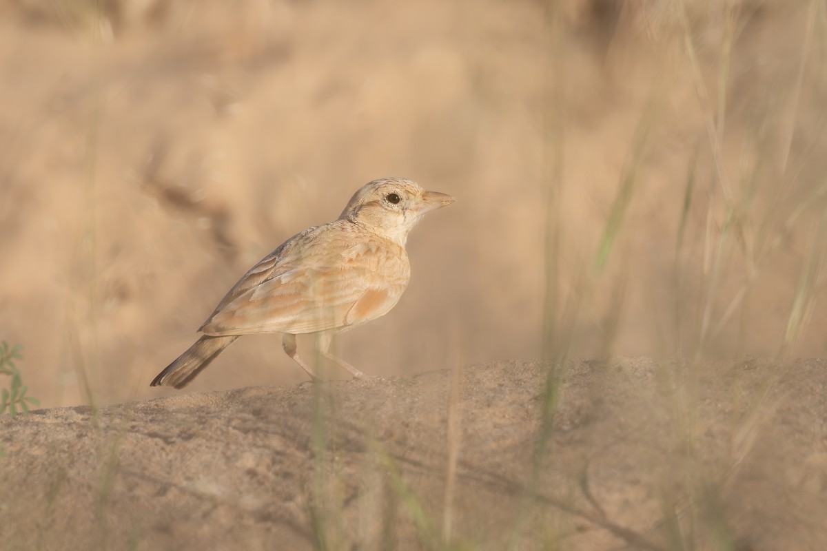Dunn's Lark - ML638750445