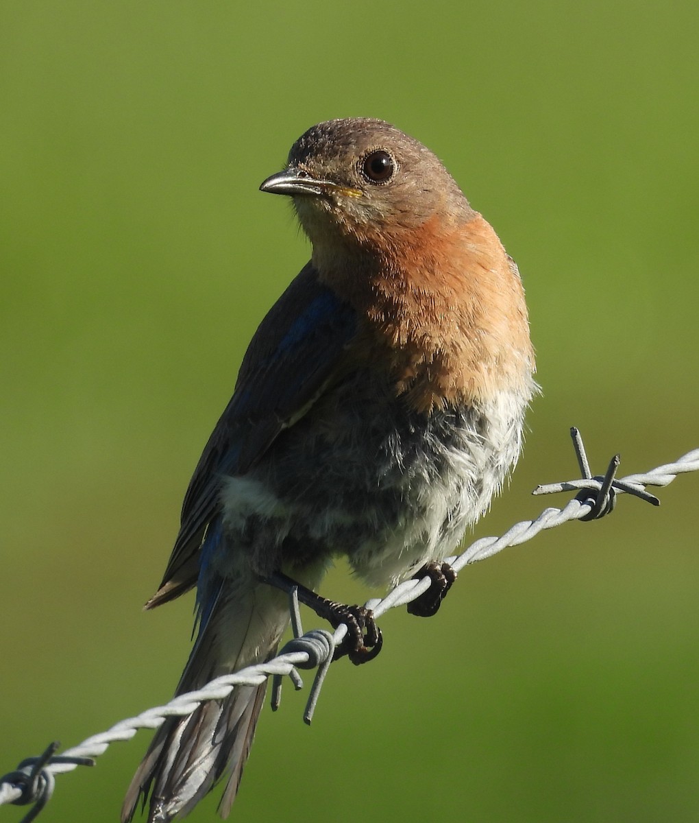 Eastern Bluebird - ML638750450