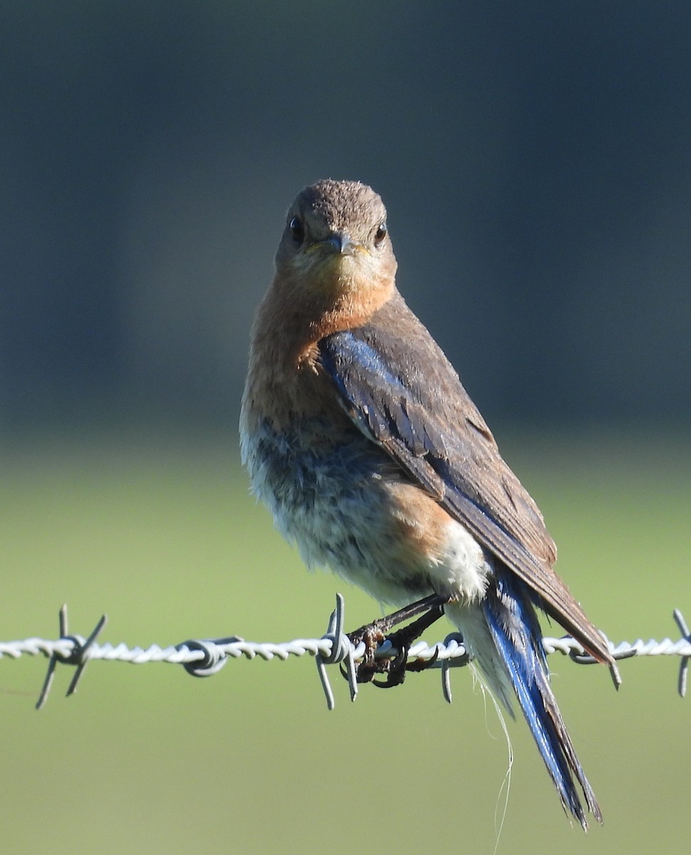 Eastern Bluebird - ML638750451
