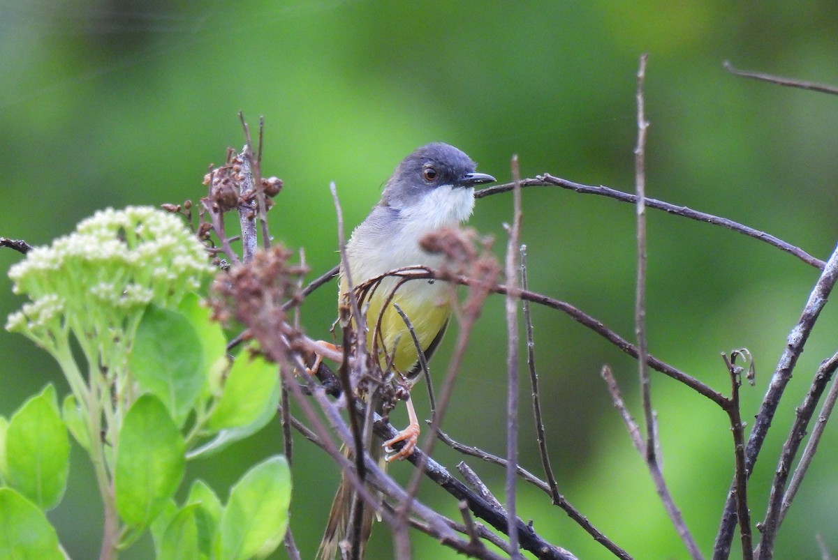 Yellow-bellied Prinia - ML638750458