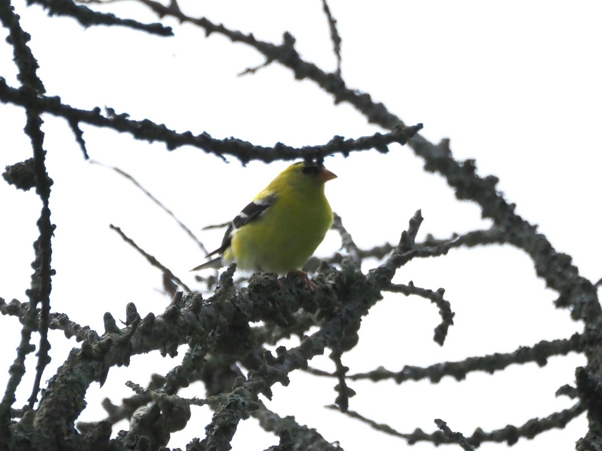 gulstillits - ML638750469