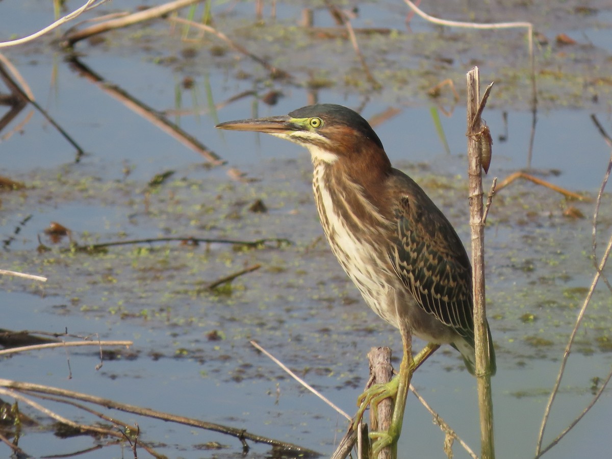Green Heron - ML638750486