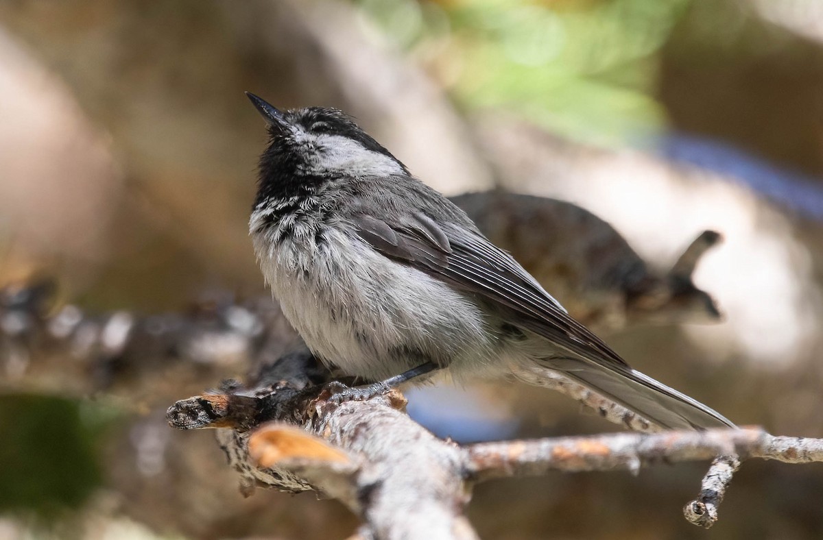Mountain Chickadee - ML638750501