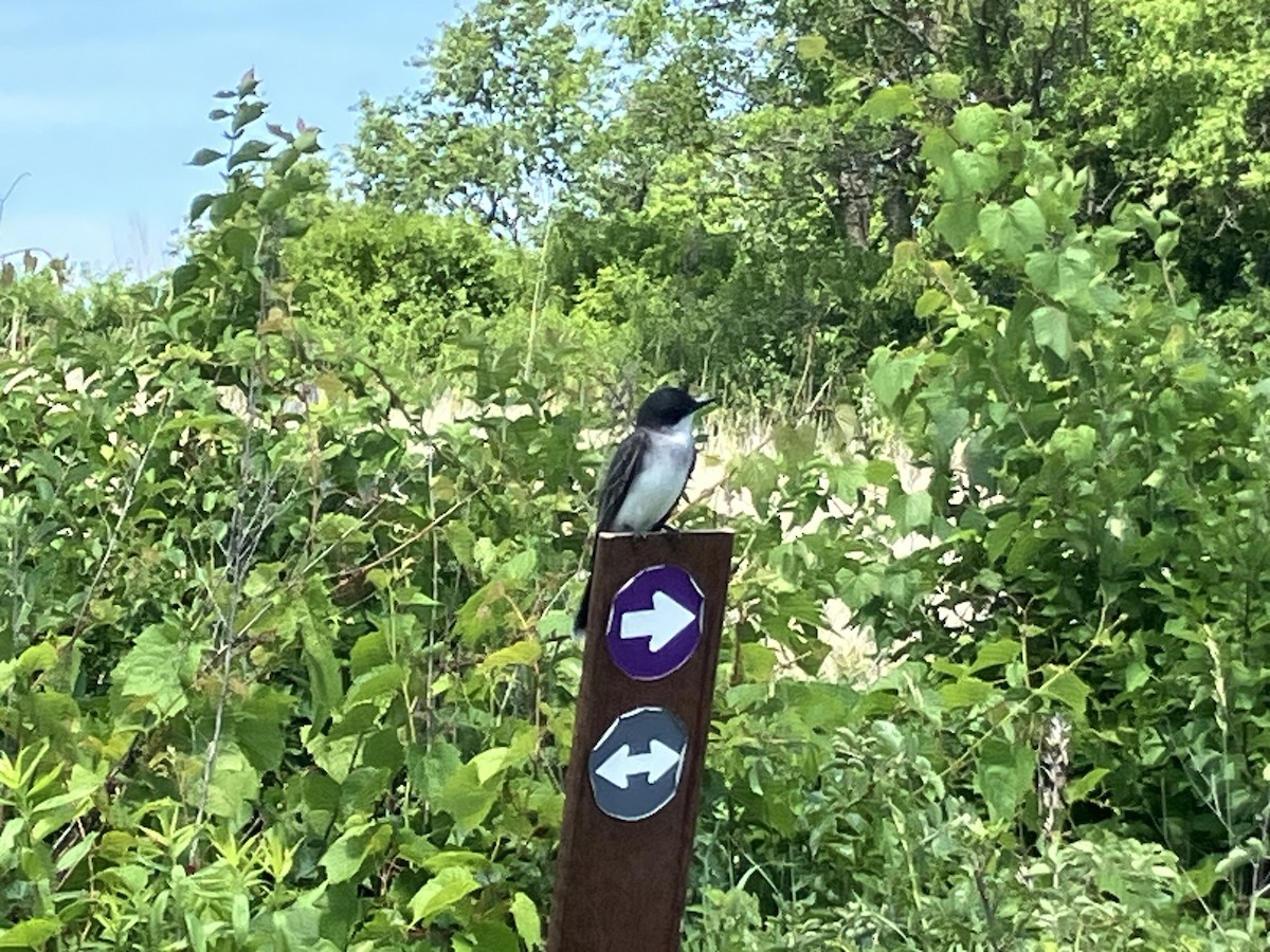 Eastern Kingbird - ML638750506