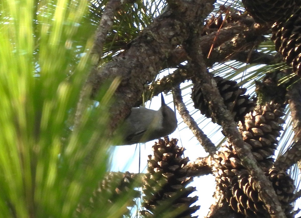 Brown-headed Nuthatch - ML638750514